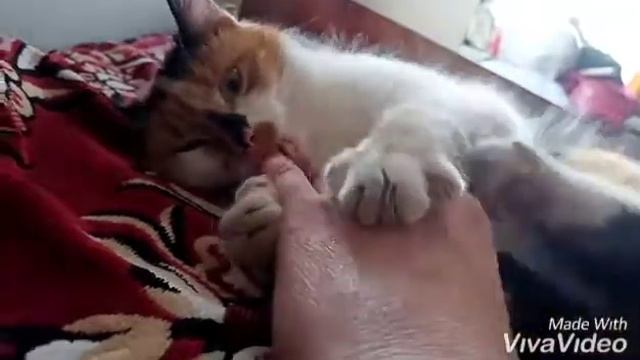 Бабочка 🦋😻 👍Жизнь удалась !!! смотреть онлайн