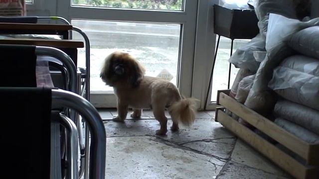 Пекинесик ПОДСТРИГСЯ на лето :-) / стрижка собак смотреть онлайн