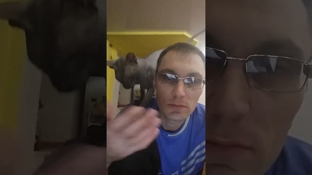 сфинкс характер смотреть онлайн