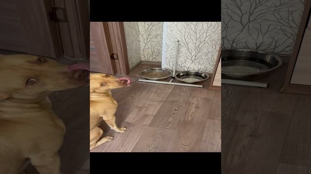 Питбультерьеру - каша с куриной печенью 500 гр и мясными желудками 1,2 кг смотреть онлайн