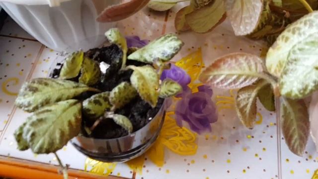 Дом в цветах//Комнатные цветы// Мои любимые эписции// Черенкую, омолаживаю. смотреть онлайн