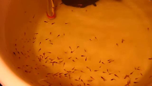 2,5 нед мальки Betta Splendens смотреть онлайн