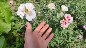 Годеция. Цветение в открытом грунте. 29 июня 2023