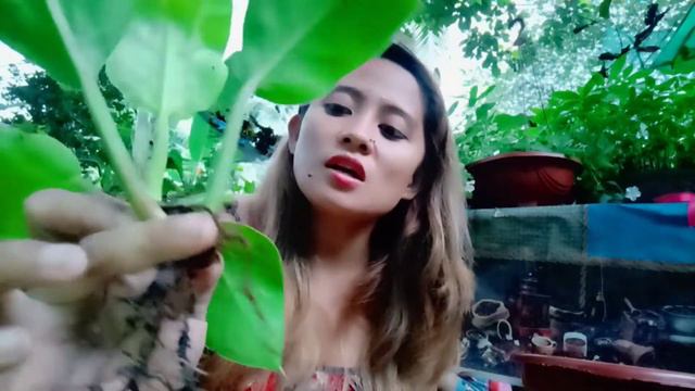 HOW TO PROPAGATE PHILODENDRON DWARF MOONLIGHT FOR BIGGINERS (THE CINNAMON IS OPTIONAL)IT'S UP TO YO смотреть онлайн