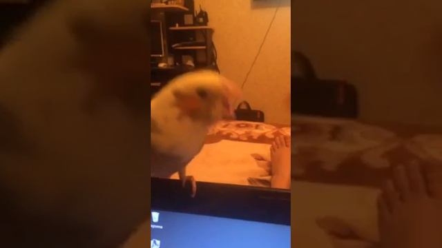 Попугай и ноутбук смотреть онлайн