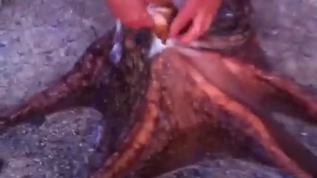 Oktapodi Leksit i pa'pare boboooooo! смотреть онлайн