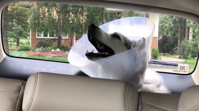 хаски жалуется после анестезии смотреть онлайн