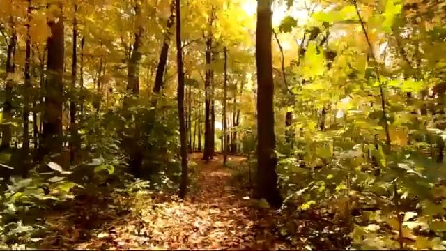 Расслабляйтесь/ музыка специально для медитации, облегчения стресса и хорошего Сна. Лес и Горы. смотреть онлайн