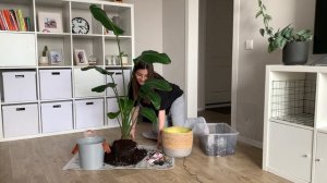 Пересадка Огромной Стрелиции Николая. Скоро Дорастет до Потолка, Что с Ней Потом Делать?