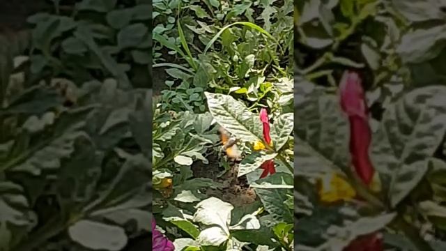 Бабочка колибри в Узбекистане смотреть онлайн