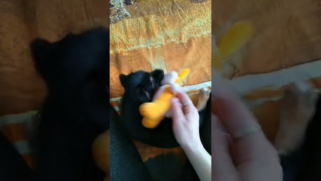 Как играть с щенком 3 месяца. смотреть онлайн