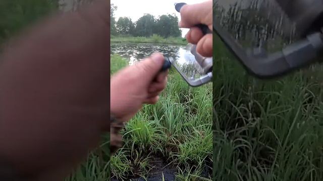Щука атакует лягушку смотреть онлайн