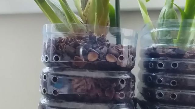 Как ПРАВИЛЬНО ОТПОИТЬ сухую ОРХИДЕЮ? Мои КОСЯКИ и ОШИБКИ. смотреть онлайн