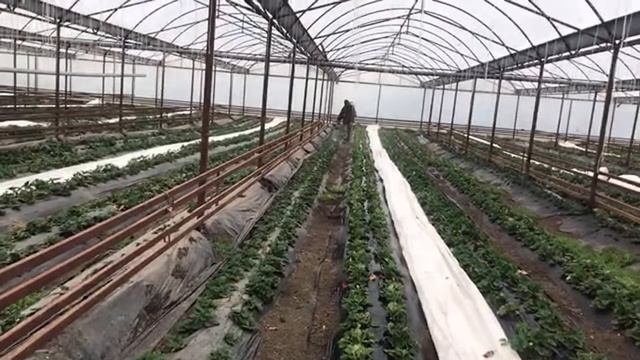Как избавится от трипса ? смотреть онлайн