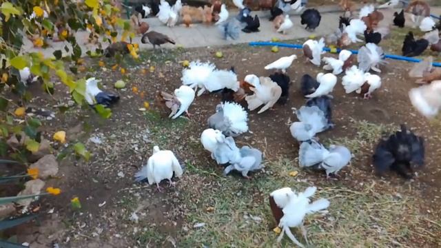 Шок !!! / Красивые Голуби / Shock !!! / Beautiful Pigeons смотреть онлайн