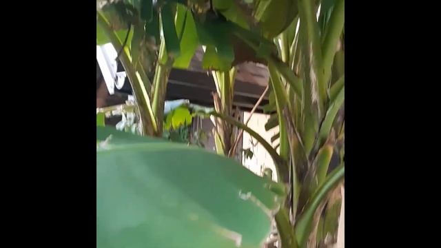 Цветение японского банана муса в Ростове-на-Дону 21 08 2019 смотреть онлайн