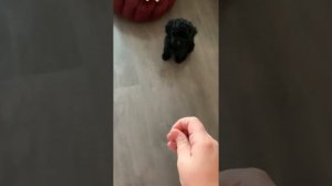 ВСЕ О ПУДЕЛЕ-2 месяца. УЖЕ ЗНАЕТ КОМАНДЫ/ДРЕССИРОВКА ЩЕНКА С ПЕРВЫХ ДНЕЙ С ЧЕГО НАЧАТЬ