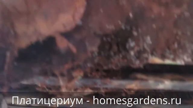 Платицериум оленьи рога