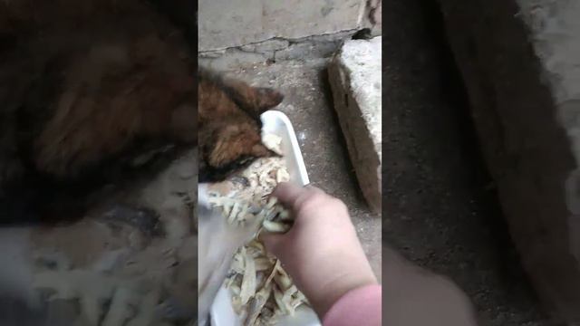 Человек и кошка смотреть онлайн