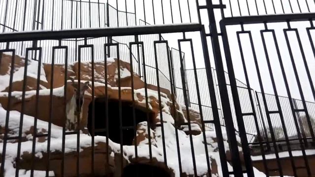 Винторогий козёл на заснеженных склонах... зоопарка смотреть онлайн