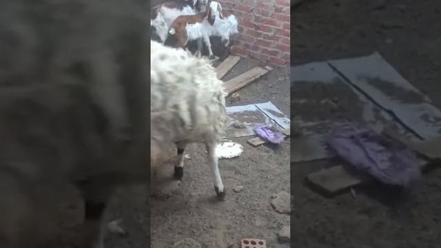 عراك كبشين هيموتوا بعض #تربية_الاغنام #سوق_الماشية #اسعار_الغنم смотреть онлайн