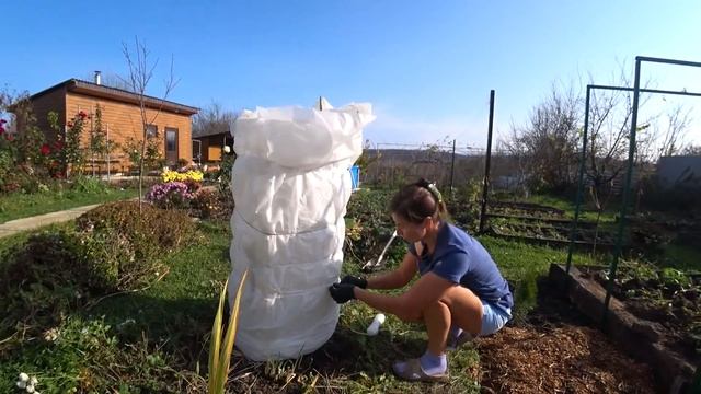 Укрываем банан на зиму. Краснодарский край. смотреть онлайн