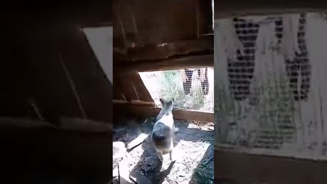 Щенок лайки, пора уже брать на прогулку