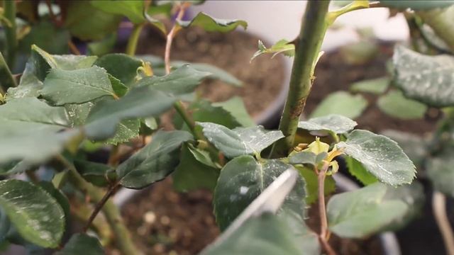 Не заказывайте в Роза-сад -100%пересорт. Роза Керио? Удаляю слепые побеги. смотреть онлайн