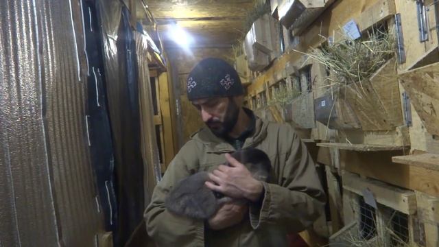 КРОЛИКОВОДСТВО \Как покупать кролика смотреть онлайн