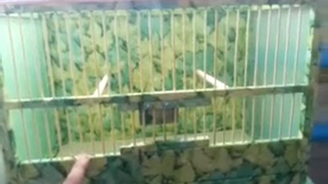 Клетки для певчих птиц