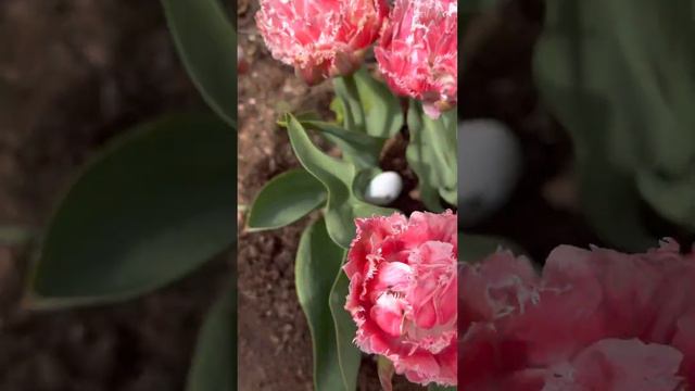 Мои тюльпаны…Queensland❤️ смотреть онлайн