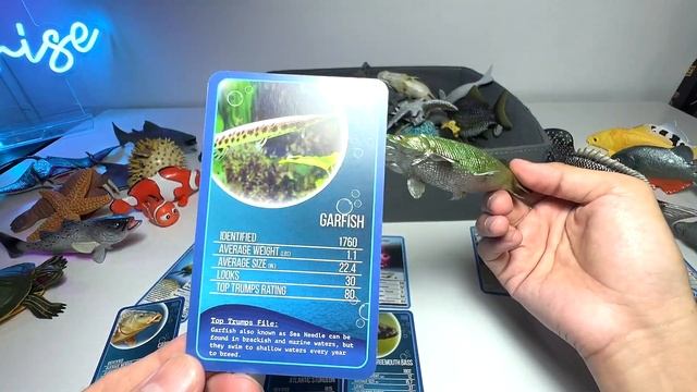 Fish Collection - Clownfish, Angler Fish, Piranha, Sturgeon, Gar Fish, Blue Tang, Starfish, Frogfis смотреть онлайн