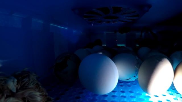 Камера в инкубаторе / Как вылупляются цыплята смотреть онлайн