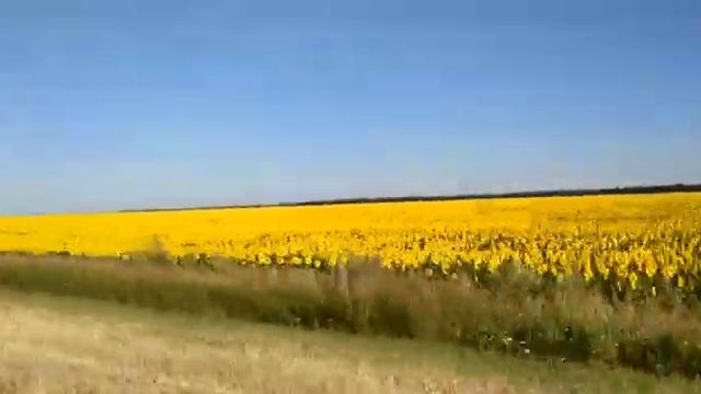 Огонь! Подсолнухи! подсолнечное поле, август 2020 смотреть онлайн