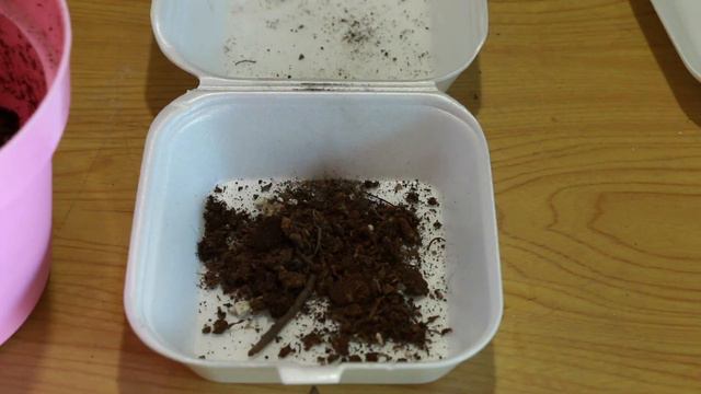 COMO CONSEGUIR GRATIS Y GERMINAR SEMILLAS DE LAVANDA || REPRODUCCION POR SEMILLAS смотреть онлайн