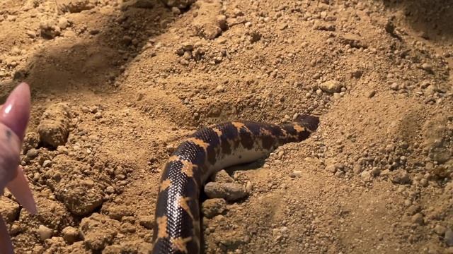 Топ 5 змей для начинающих смотреть онлайн