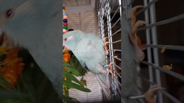 Попугай какарики ест рябину смотреть онлайн