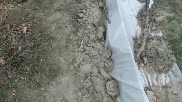 Розы весной, снятие укрытия. Розы , хранение в яме. смотреть онлайн