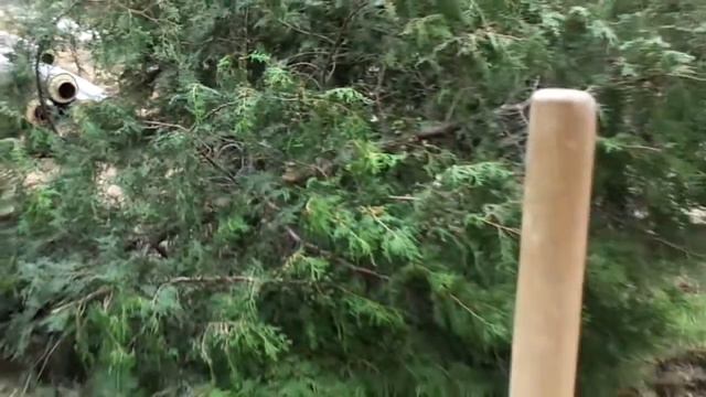 Садить нельзя выкапывать смотреть онлайн
