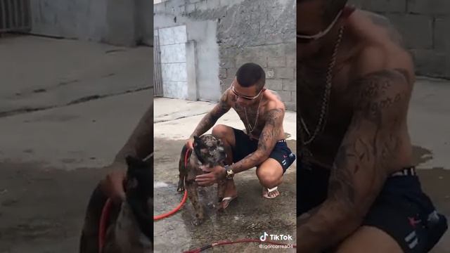 Banho na cachorrada😆 смотреть онлайн