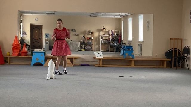 Как научить собаку командам Дрессировка собаки Танцы с собакой Терра. № 1. Элементы 09.12.2022 г. смотреть онлайн