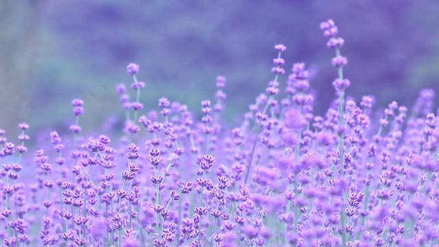 Music for meditation and relaxation "Wild flowers" смотреть онлайн
