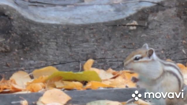 Осень, дача, бурундук готовит запасы на зиму... смотреть онлайн