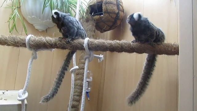 игрунки)вот такие красавицы поселились у нас дома смотреть онлайн