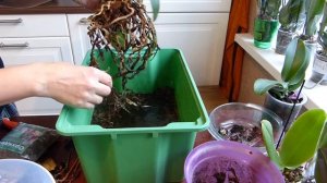 ОРХИДЕЯ пересадка обрезка корней