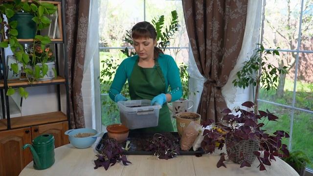 «Зеленее будет». Кислица смотреть онлайн