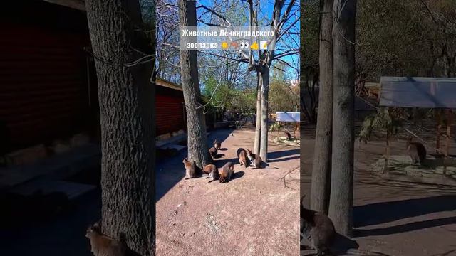 Животные Ленинградского зоопарка ☀🦘👀👍📝 #кенгуру #spb #спб #zoo #зоопарк #kangaroo #sunday #travel смотреть онлайн