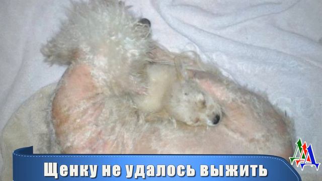 Он издевался над полумертвой собакой. Но он кое-что упустил… смотреть онлайн