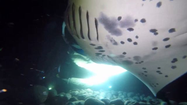 #3-3 Фееричное ночное шоу с участием скатов Манта смотреть онлайн