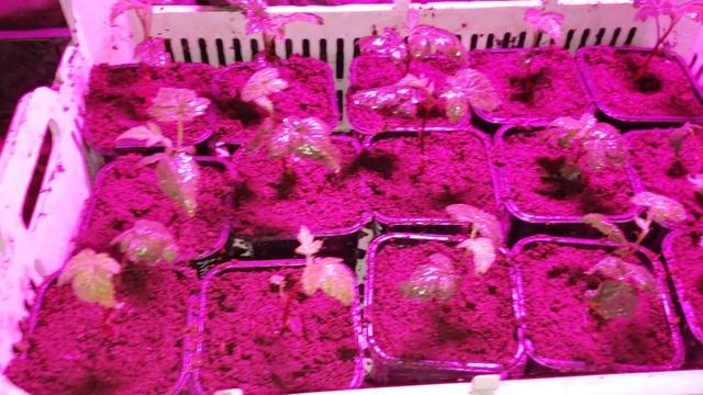 Первые наблюдения после пикировки ежевики смотреть онлайн